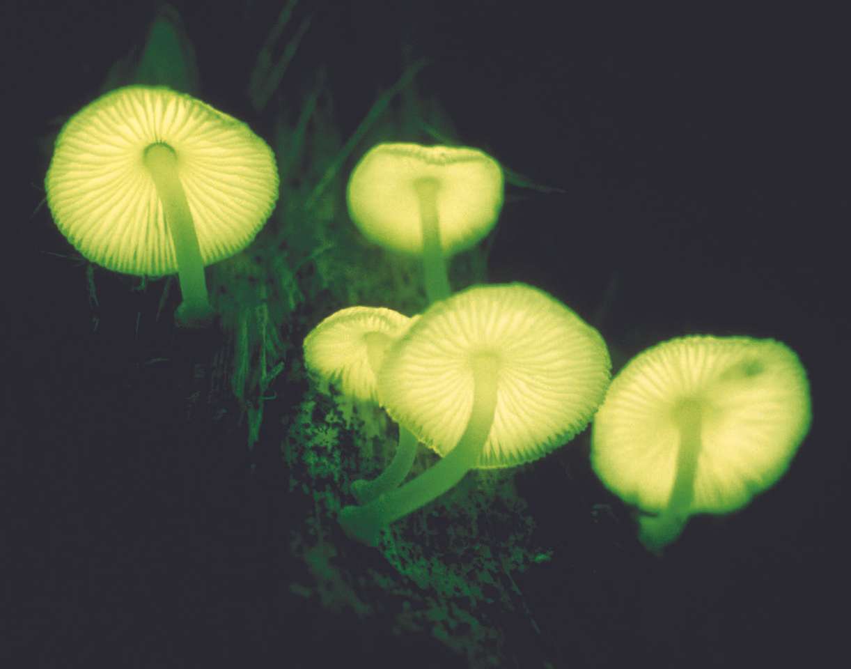 Bioluminescente paddenstoelen online puzzel
