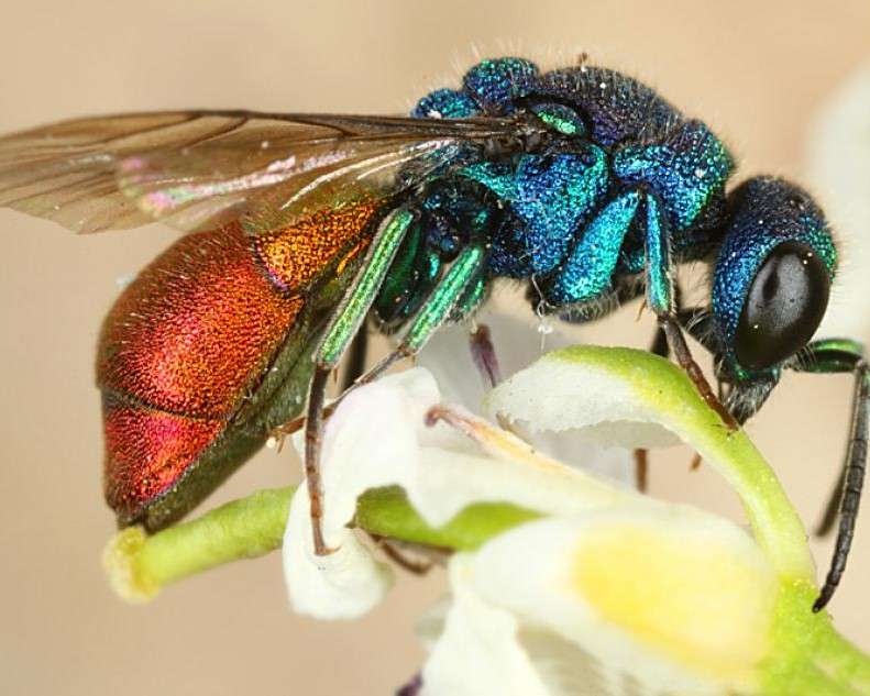 Un insetto colorato su un fiore puzzle online
