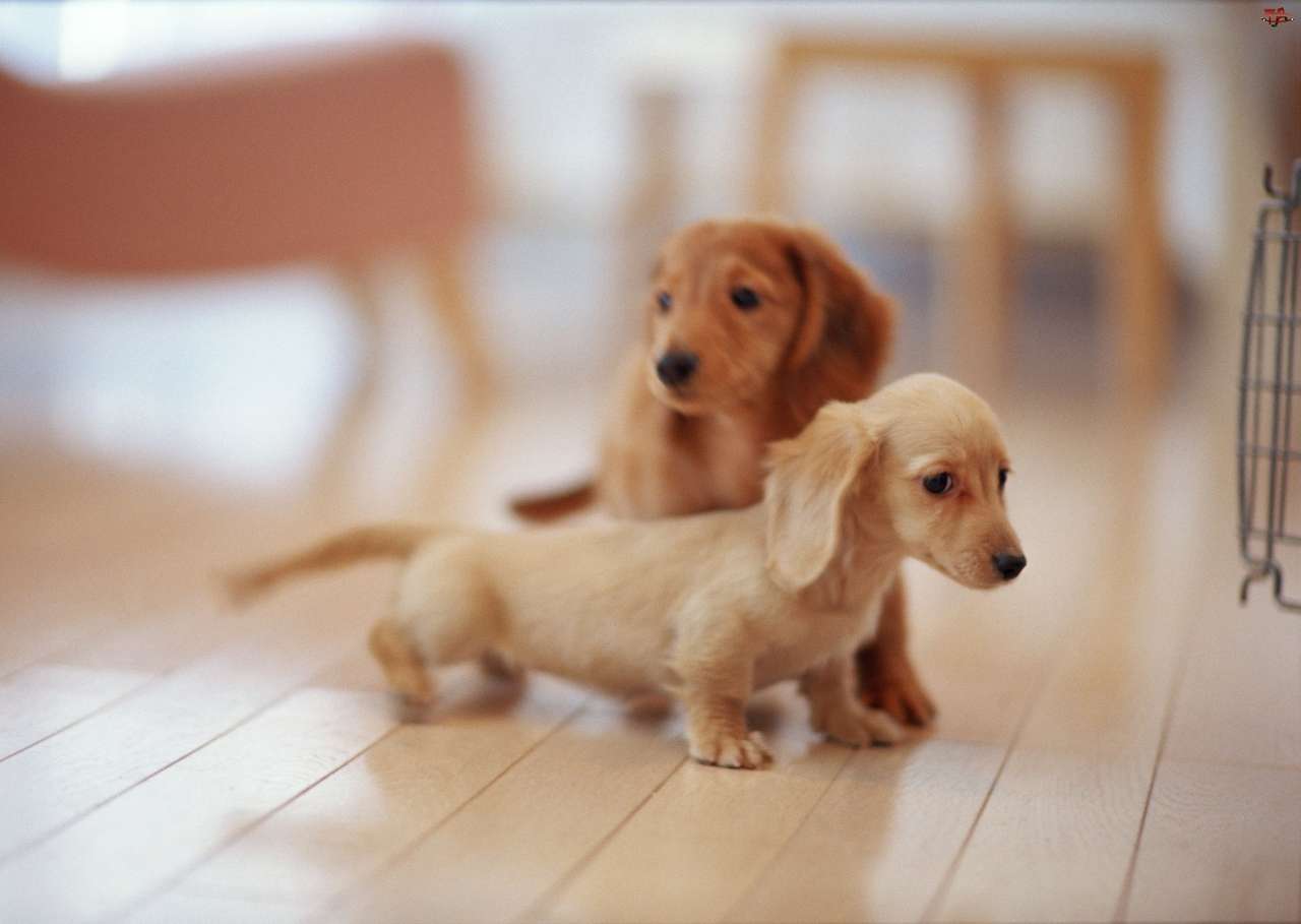 toddler dachshunds jigsaw puzzle online