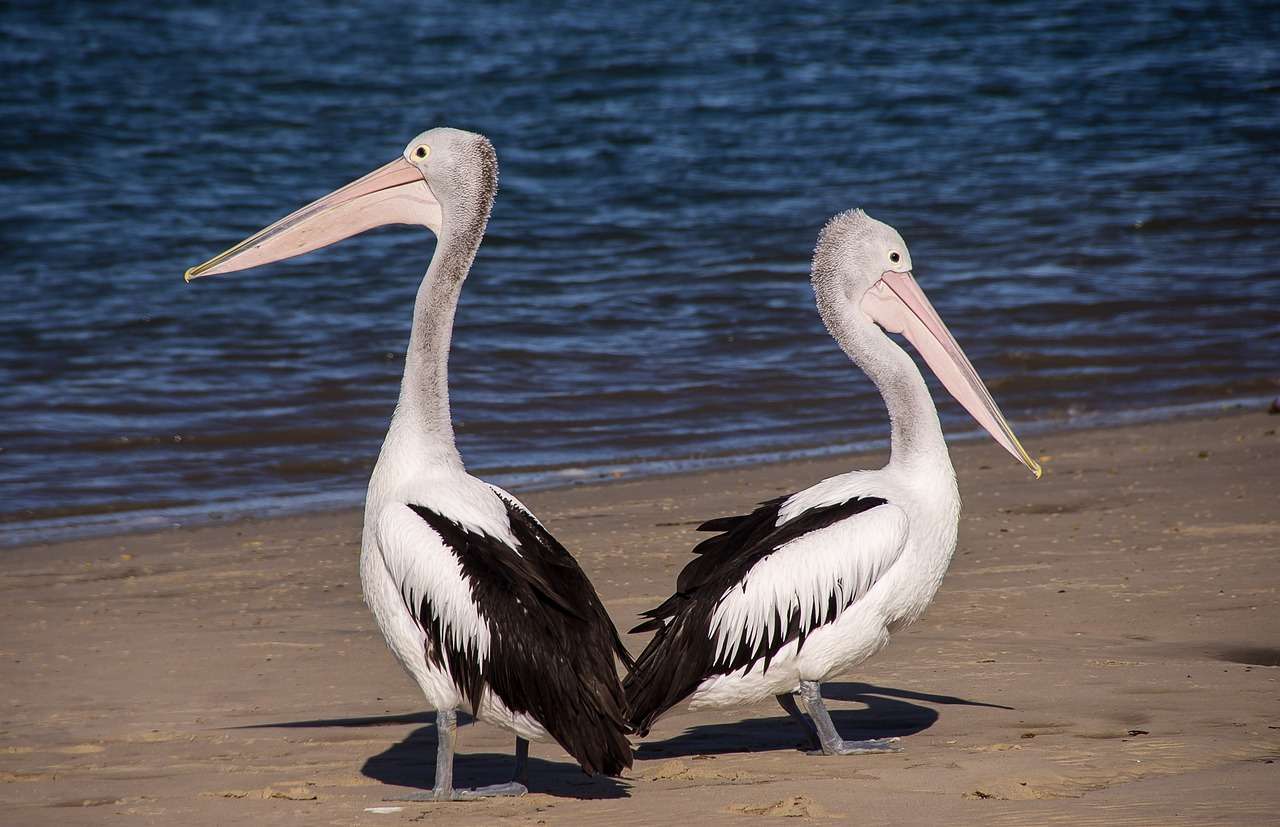 Praia dos Pelicanos quebra-cabeças online