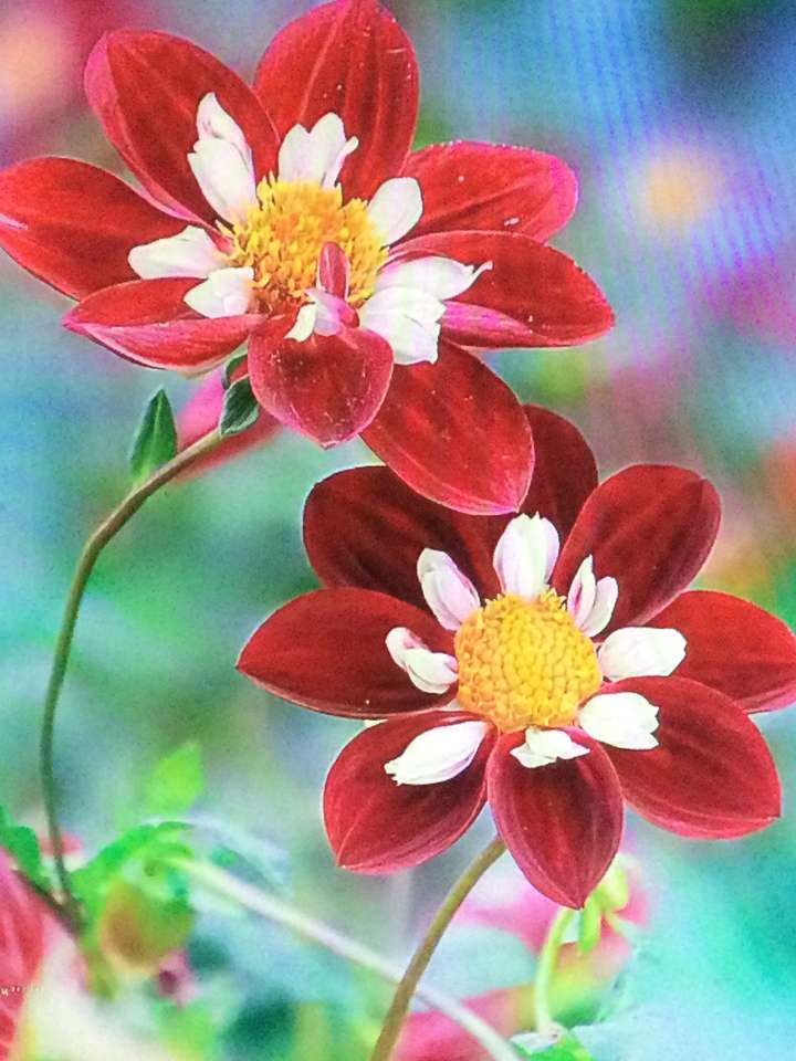 Deux belles fleurs rouge puzzle en ligne