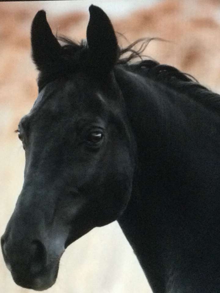 Fekete ló barna háttérrel online puzzle
