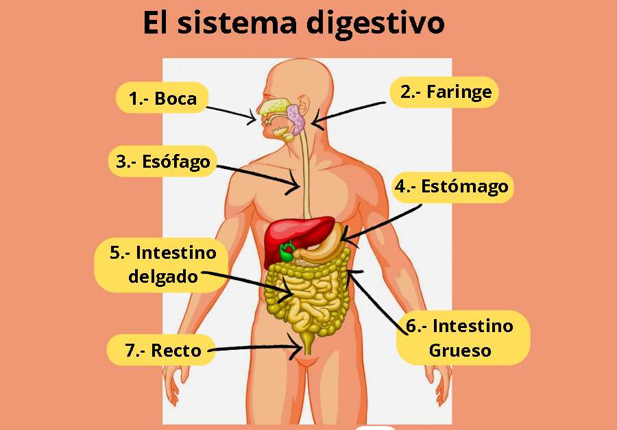 Sistemul digestiv puzzle online