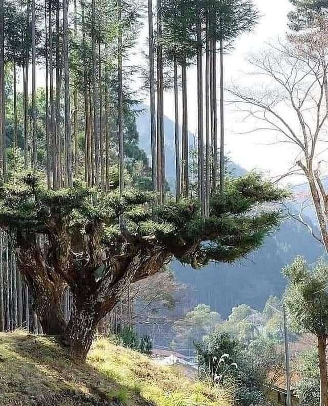 copaci dintr-un copac jigsaw puzzle online