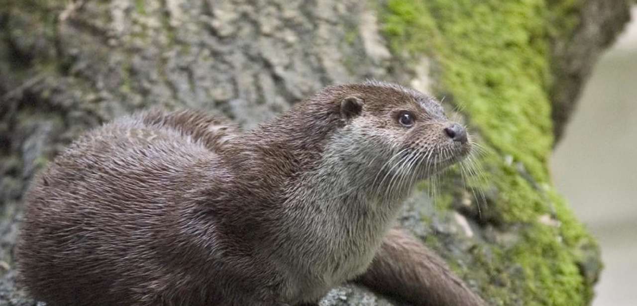 Otter Pyrenéerna Pussel online