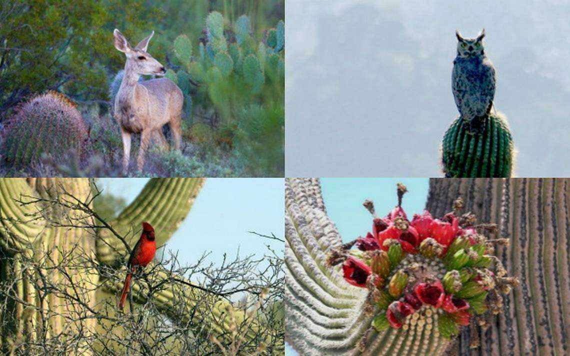 Flóra a fauna Sonora online puzzle