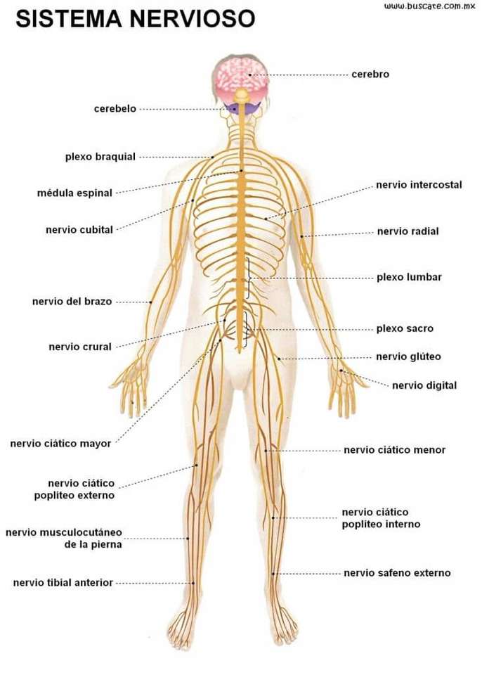 nervous system online puzzle