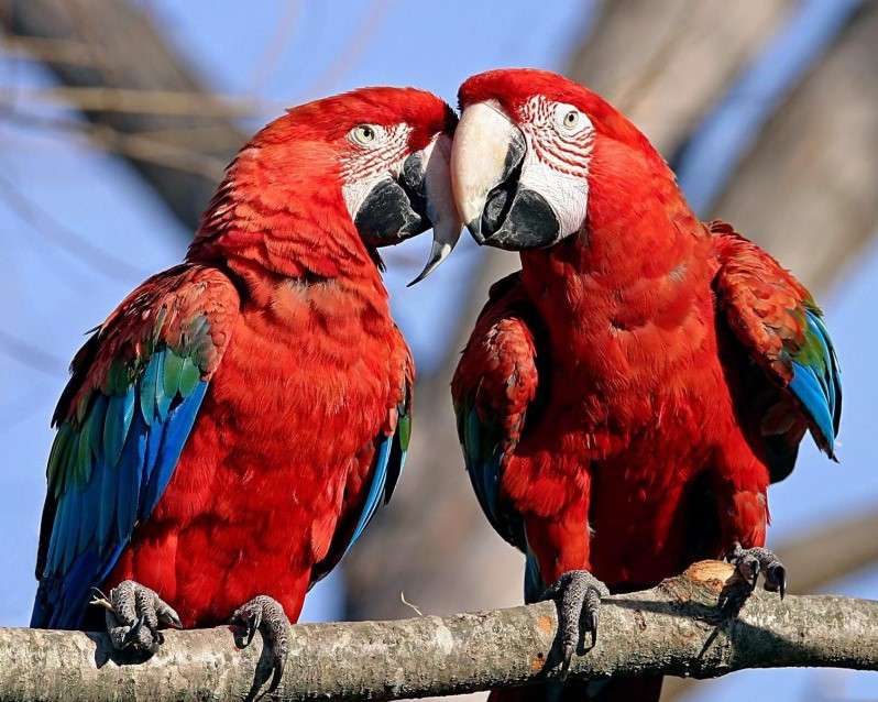 Két papagáj online puzzle