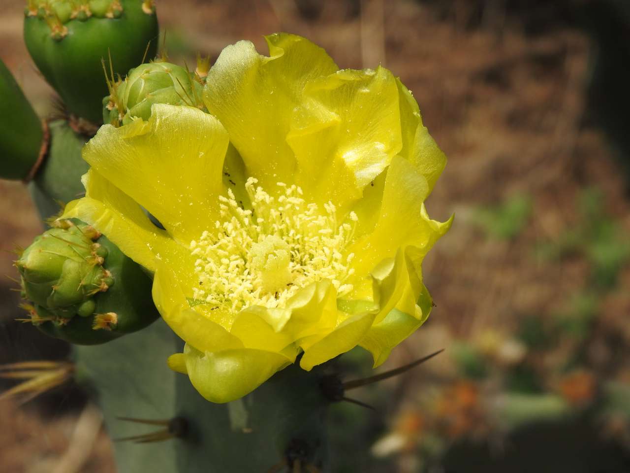 fleur de cactus puzzle en ligne