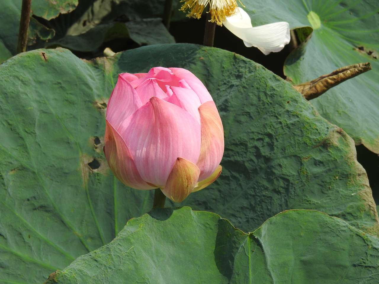 Lotusbloem in Taiwan legpuzzel online