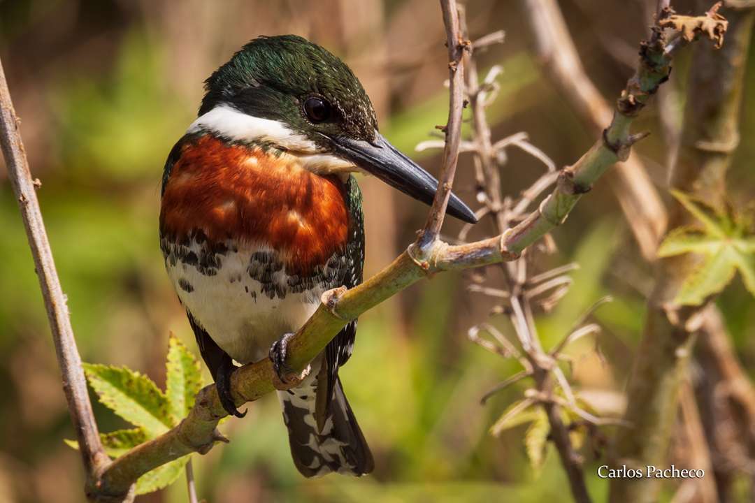 Kingfisher. онлайн пъзел