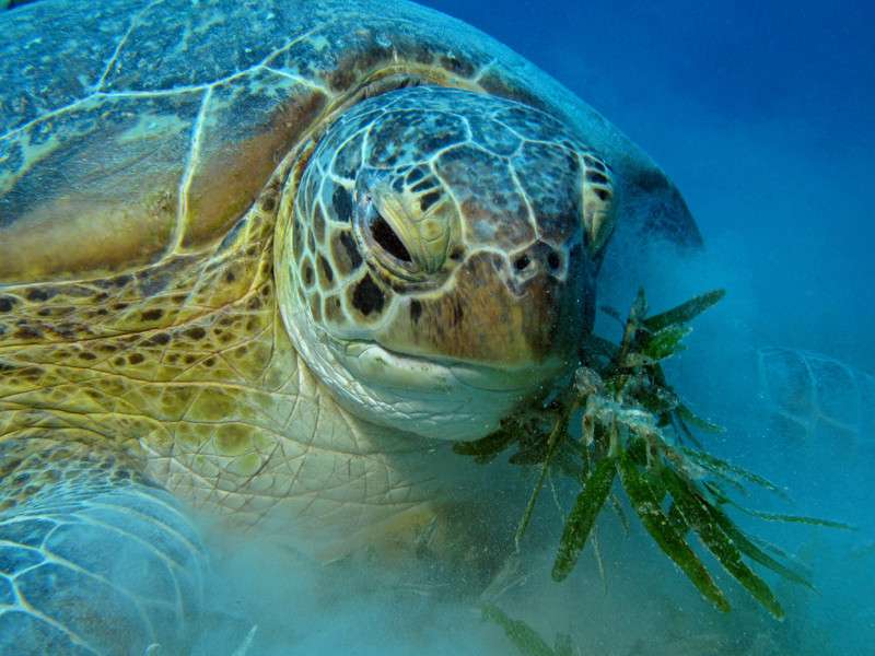 θαλάσσια χελώνα online παζλ