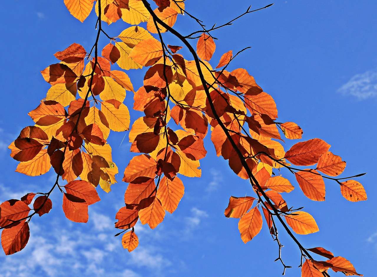 Estado de ánimo de las hojas de otoño rompecabezas en línea