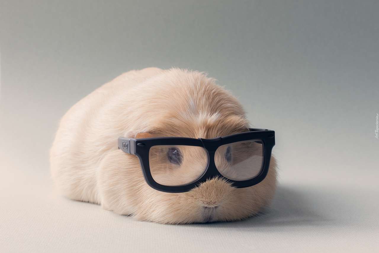 морська свинка в кумедних окулярах онлайн пазл