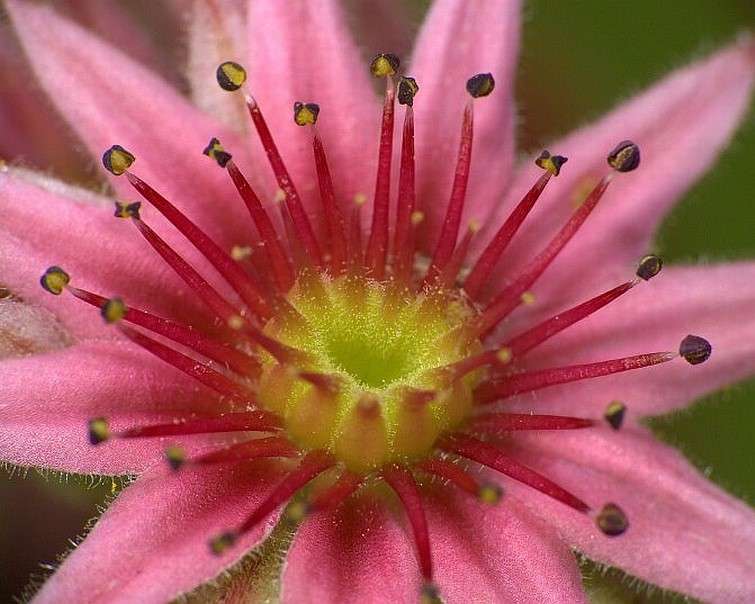 Roze exotische bloem online puzzel