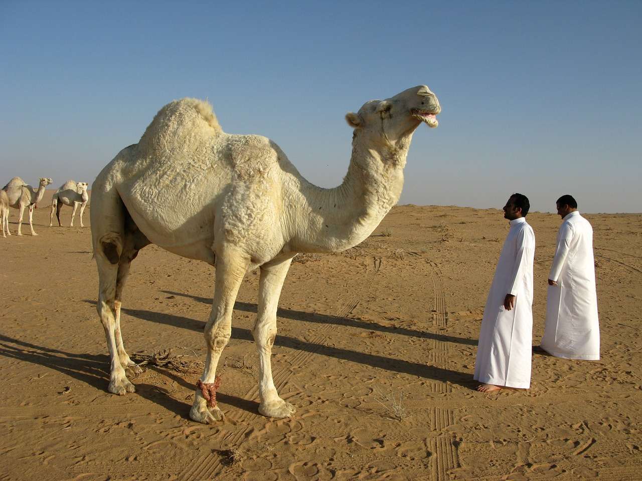 Saúdská Arábie poušť online puzzle