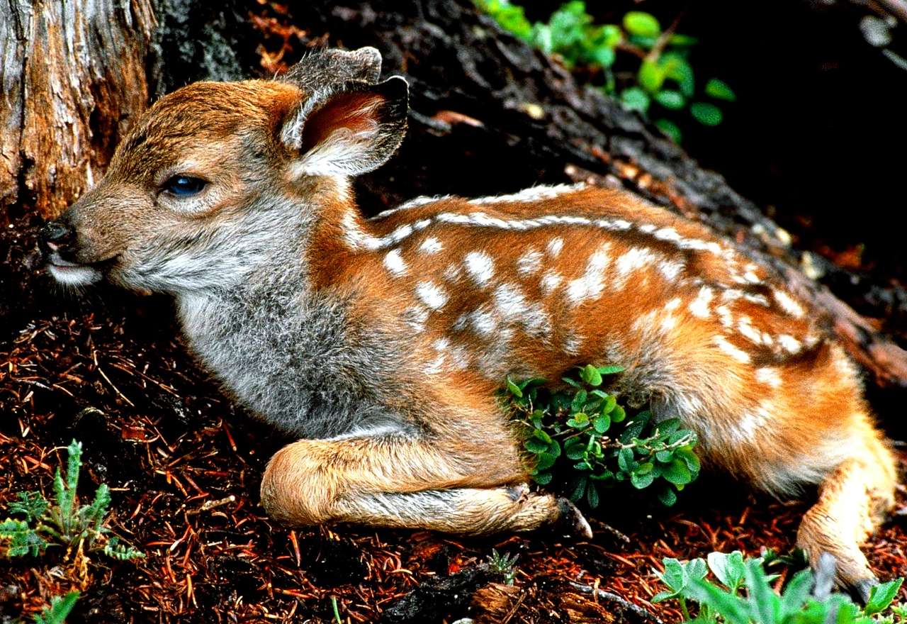 pequeño ciervo rompecabezas en línea