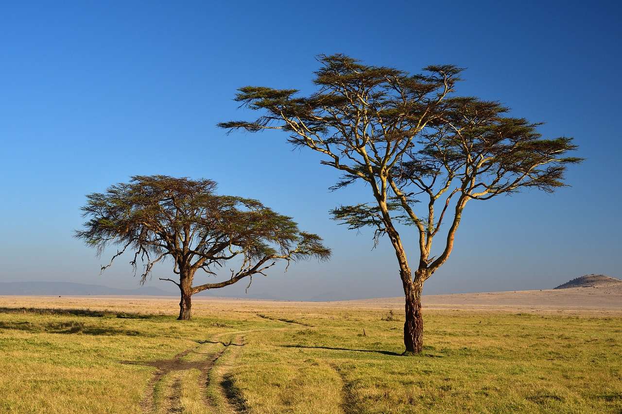 Safari Příroda Keňa online puzzle