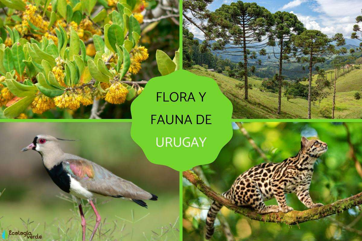Flóra a fauna Uruguaye skládačky online