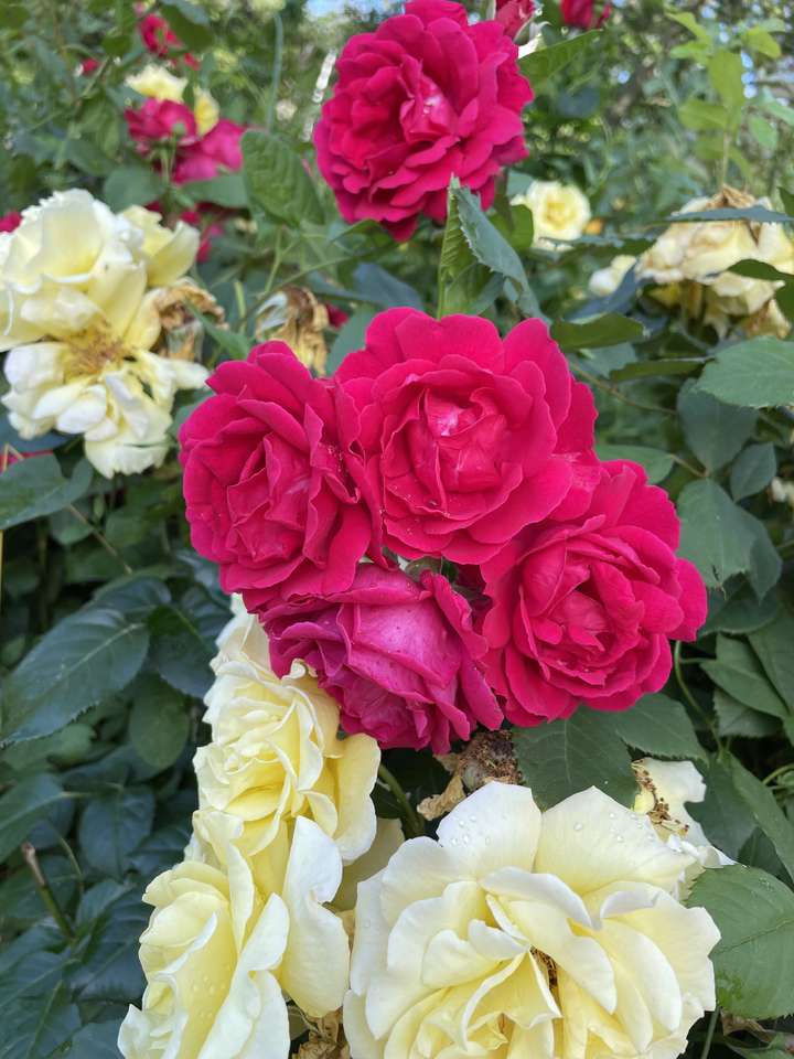 Roses kirakós online