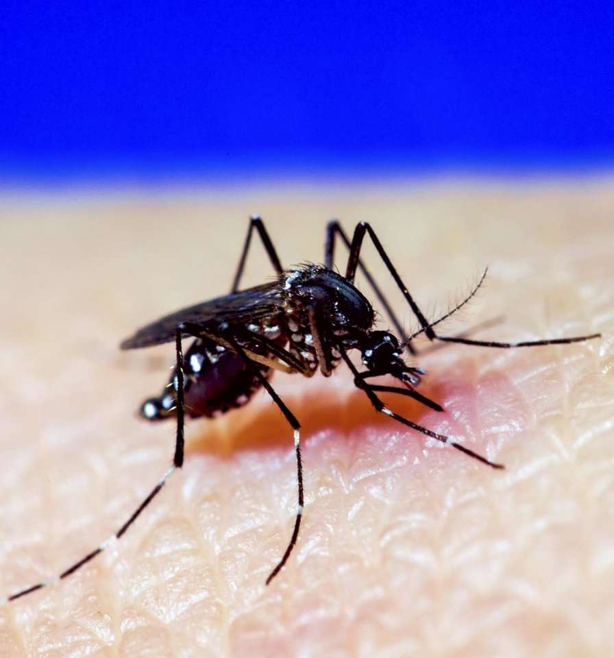 horečka dengue online puzzle