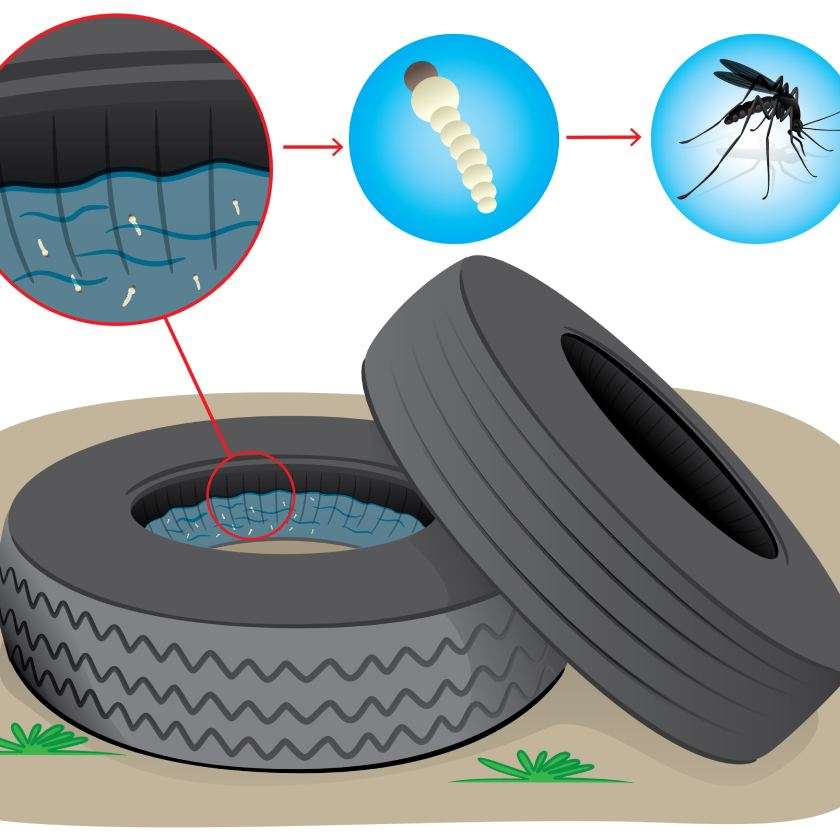 La dengue et comment elle est créée puzzle en ligne