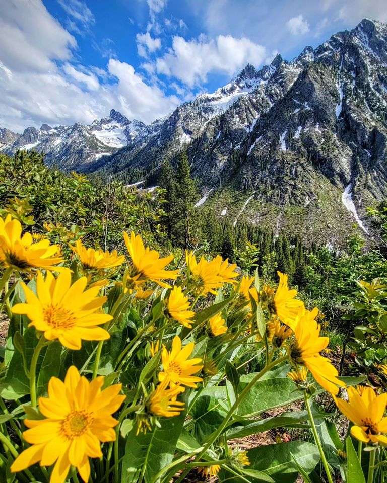 Berge und gelbe Blumen Puzzlespiel online