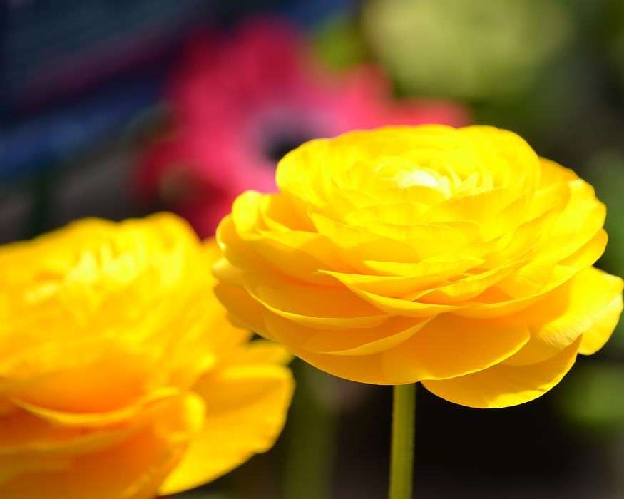 Жълти цветя онлайн пъзел