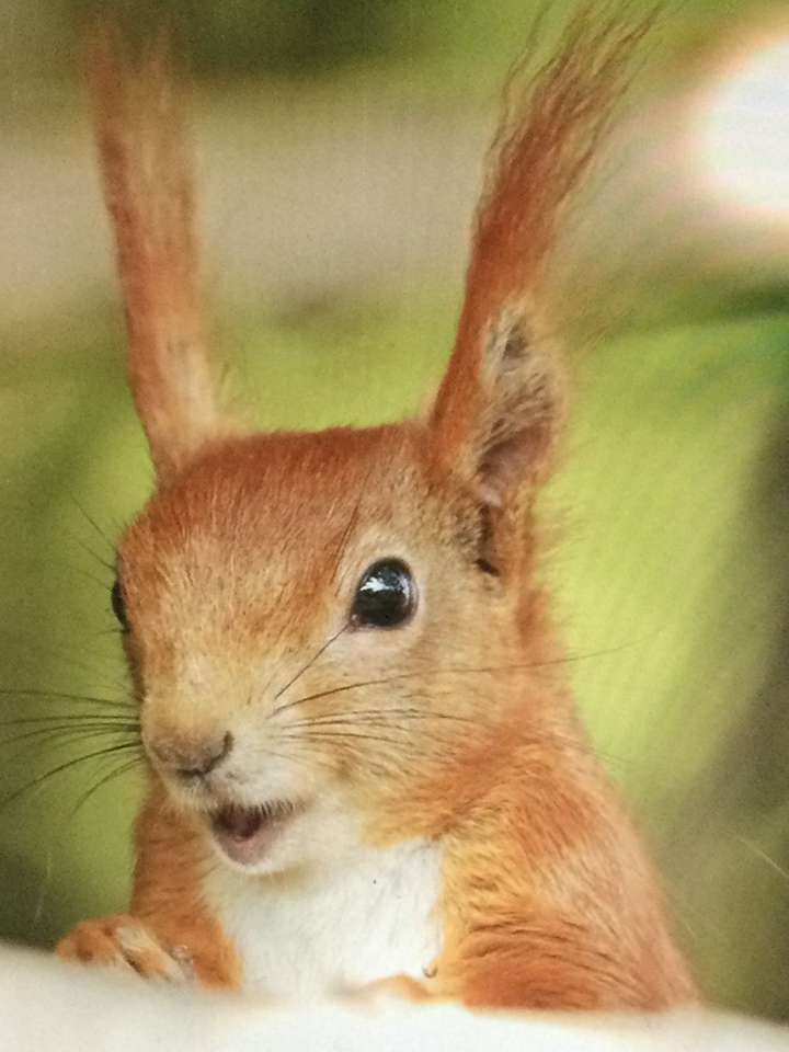 Un belle écureuil roux puzzle en ligne