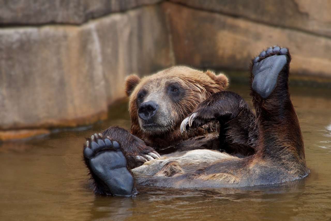 Къпеща се мечка онлайн пъзел