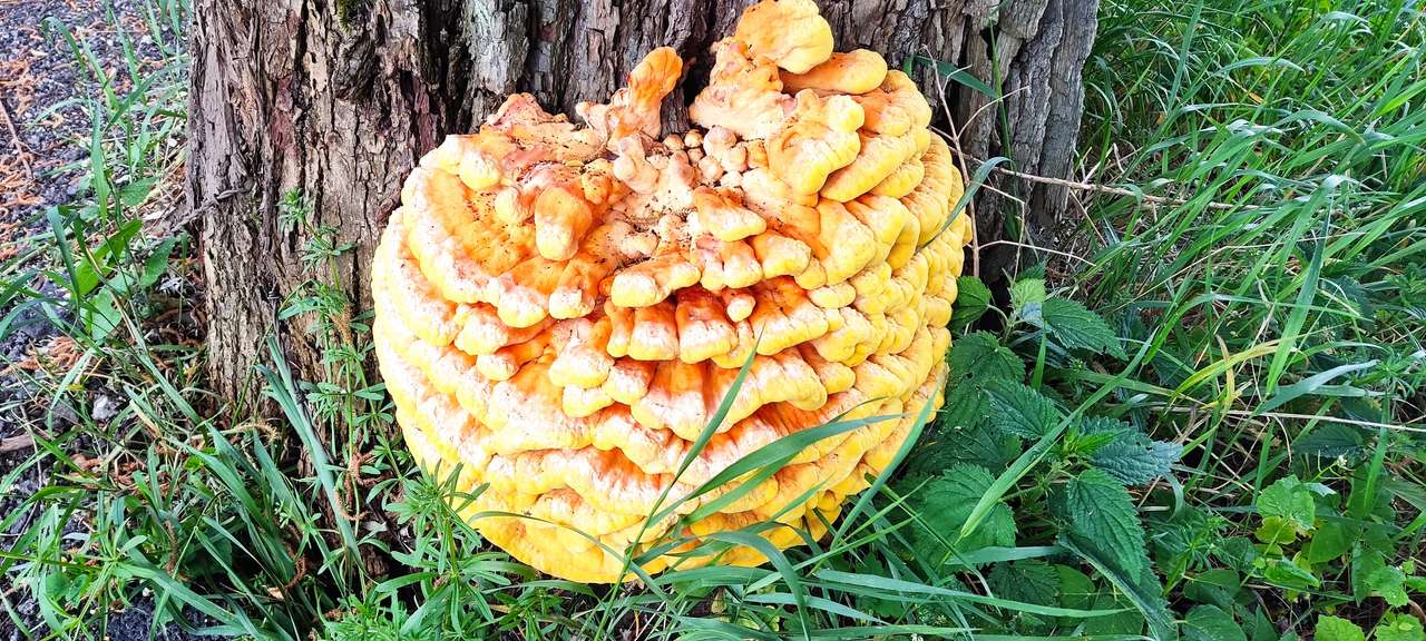 Ciupercă pe un trunchi de copac jigsaw puzzle online