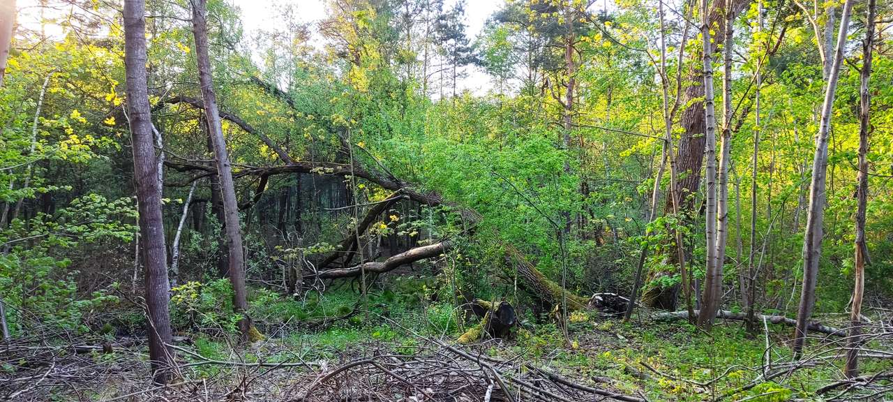 Skogsvåtmarker Pussel online