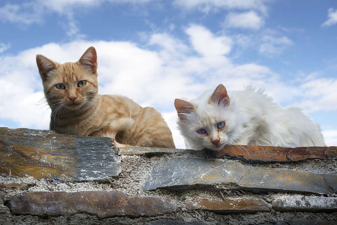 Γάτες, Πορτρέτο παζλ online