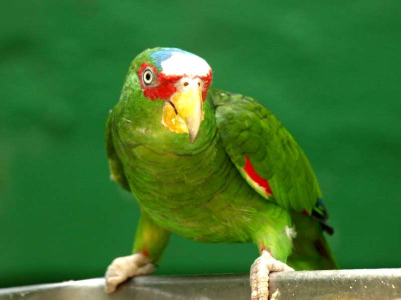 синьоглав папагал онлайн пъзел