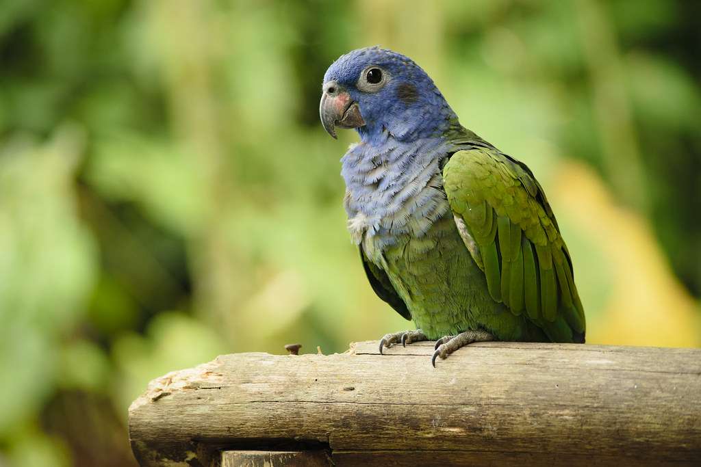 blue headed parrot online puzzle