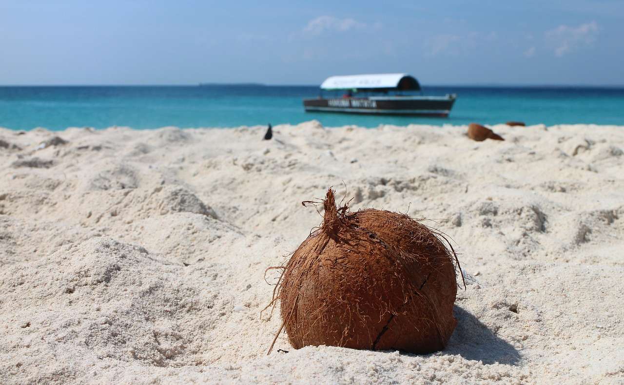 Кокос, пляж, пісок онлайн пазл