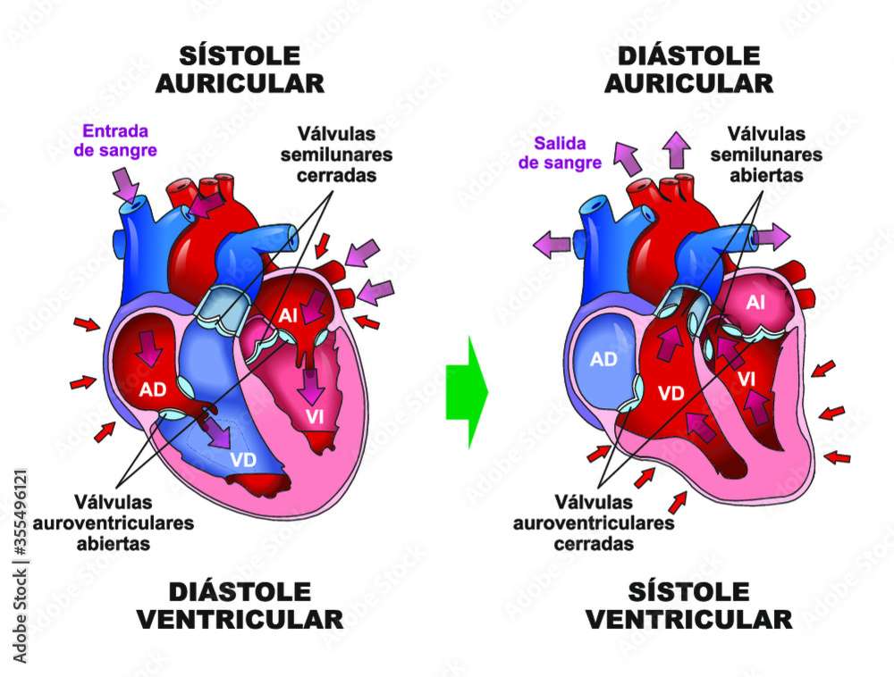 movements of the heart jigsaw puzzle online