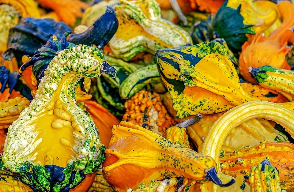 Цветовете на природата - декоративна тиква онлайн пъзел