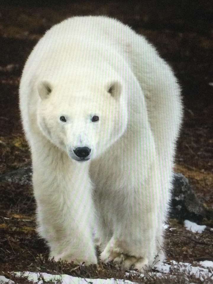 Белый медведь на черном фоне пазл онлайн
