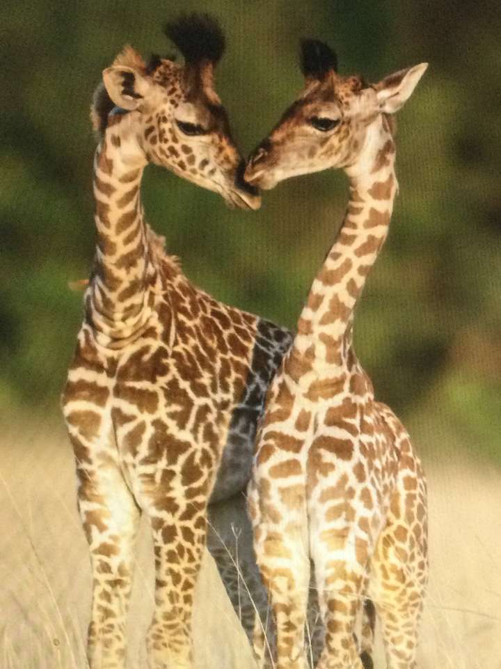 Twee giraffen online puzzel