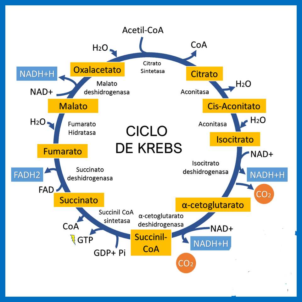 ciclo di Krebs puzzle online