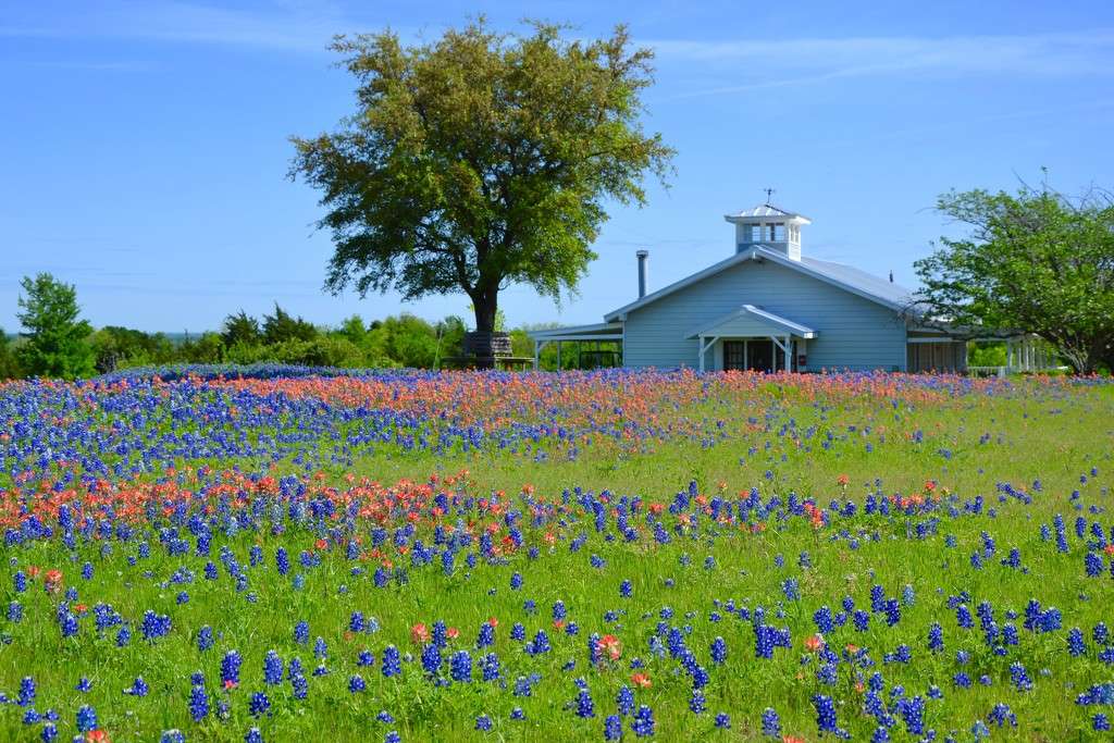 Тексас Bluebonnets Wildflowers онлайн пъзел