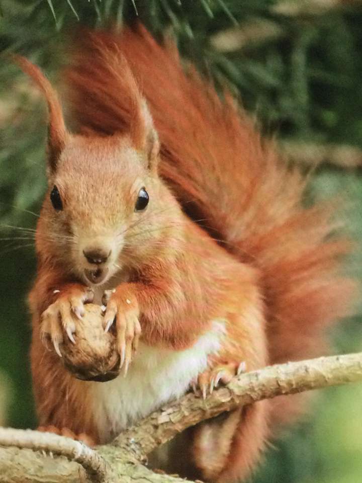 Rotes Eichhörnchen und seine Haselnuss Online-Puzzle
