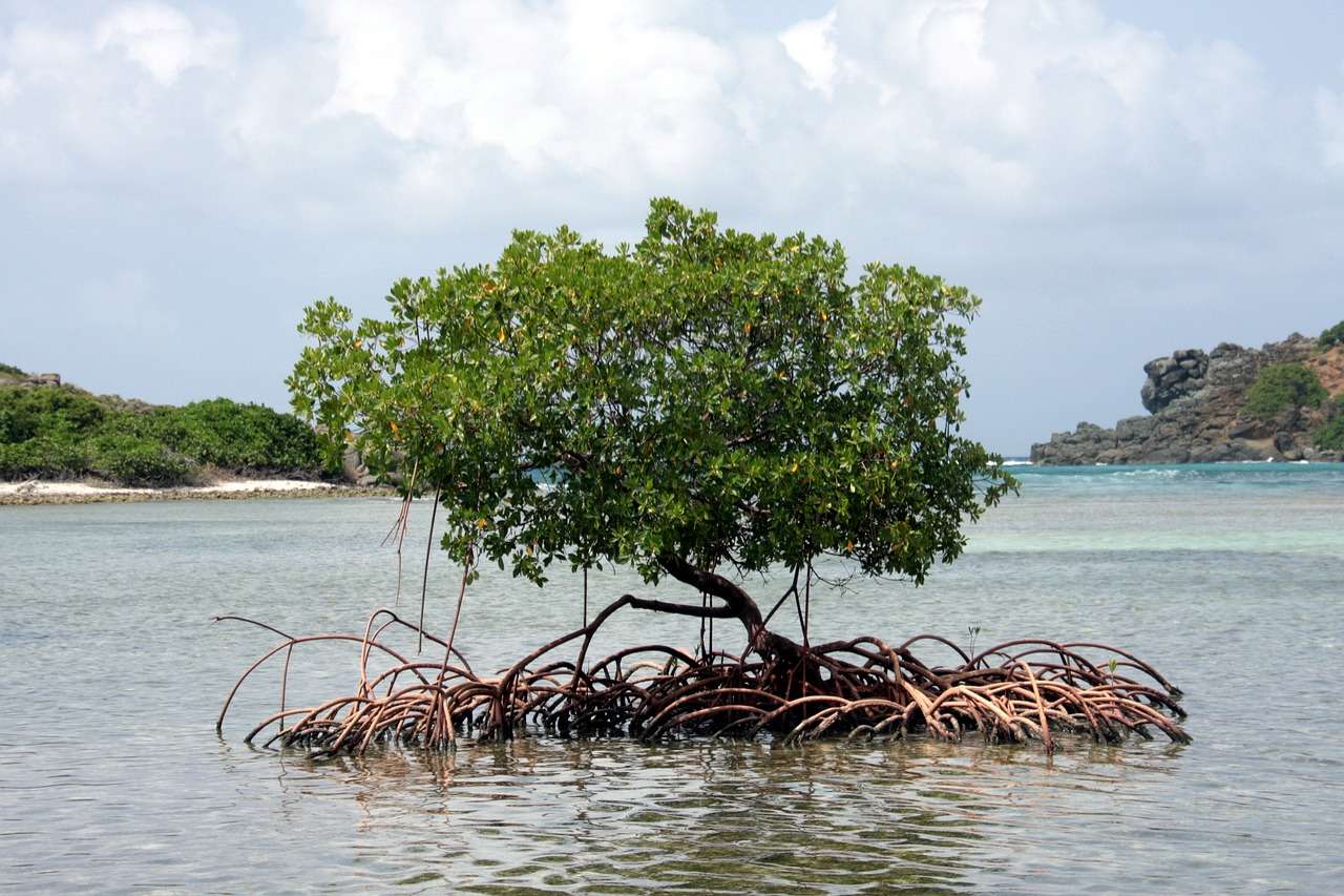 Mangrove, Karibien pussel på nätet