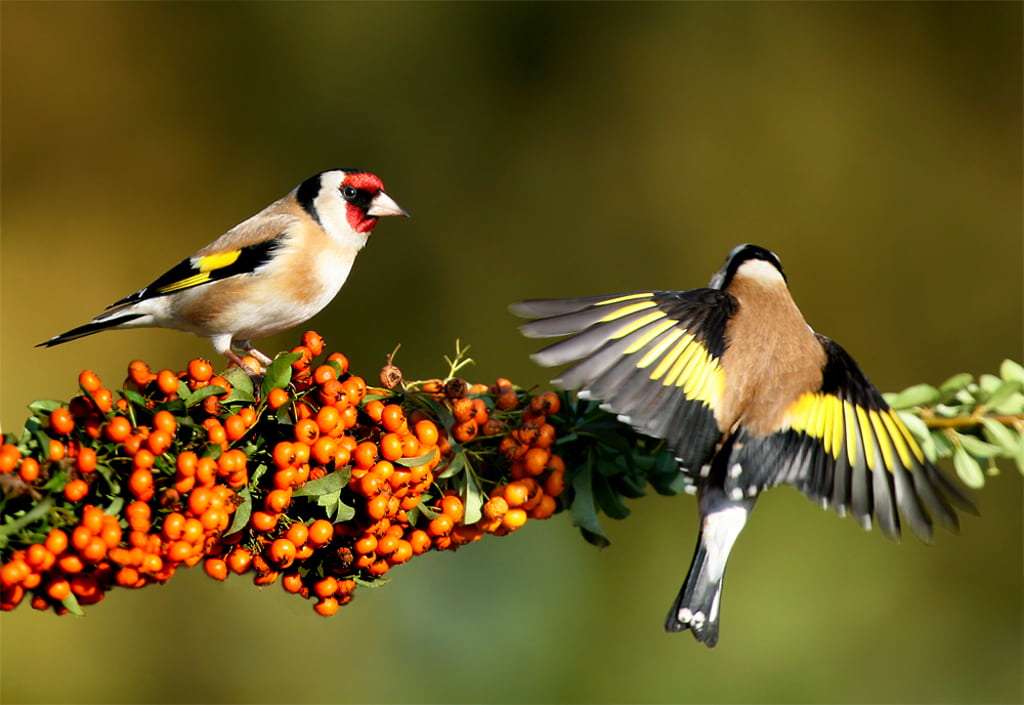 goldfinches online puzzle