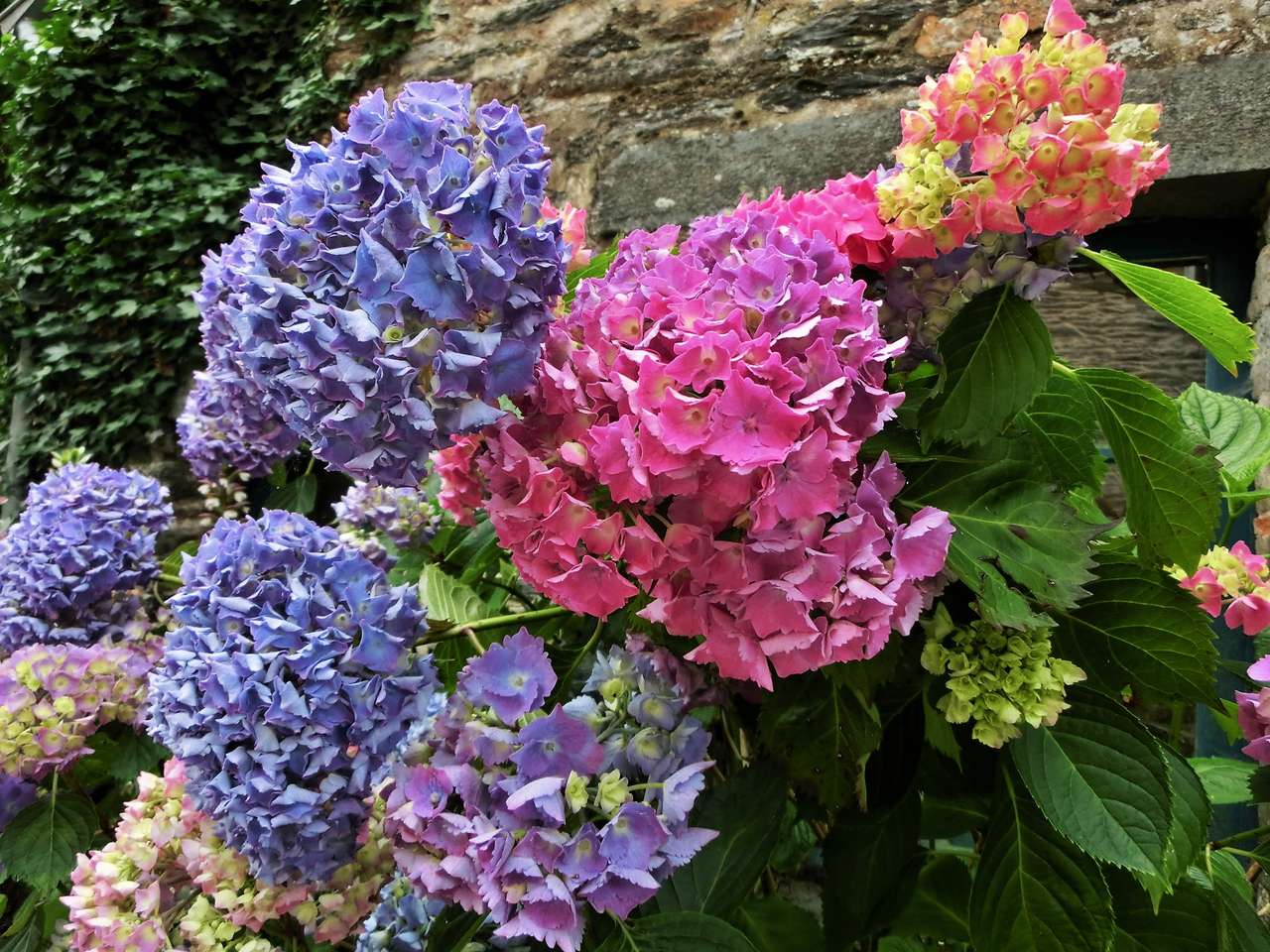 Hortensii colorate jigsaw puzzle online