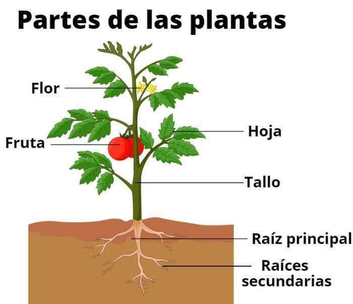 casse-tête des plantes puzzle en ligne