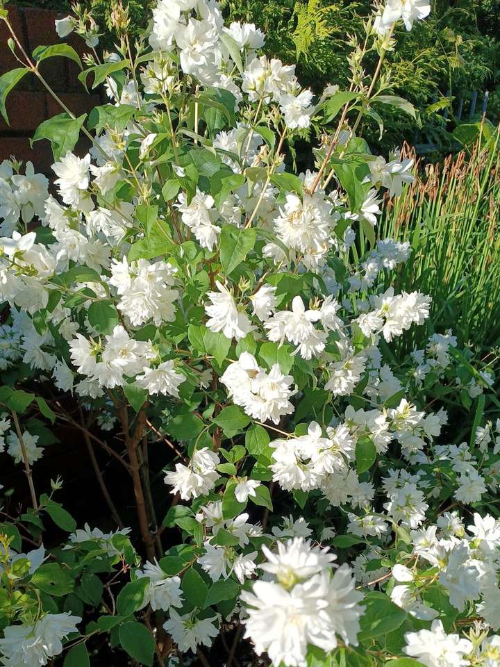 白い花が咲く草原 ジグソーパズルオンライン