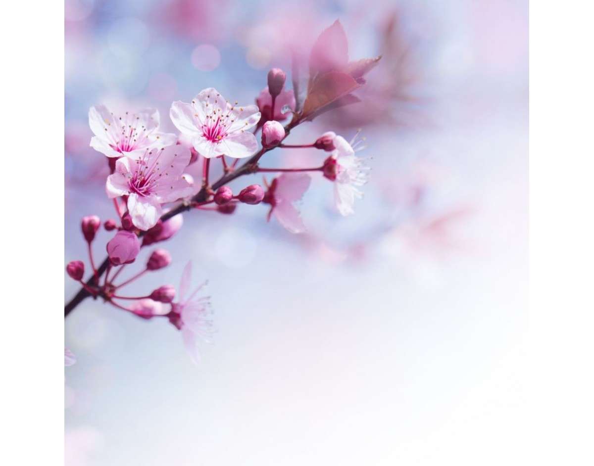 Cherry Blossom online puzzle