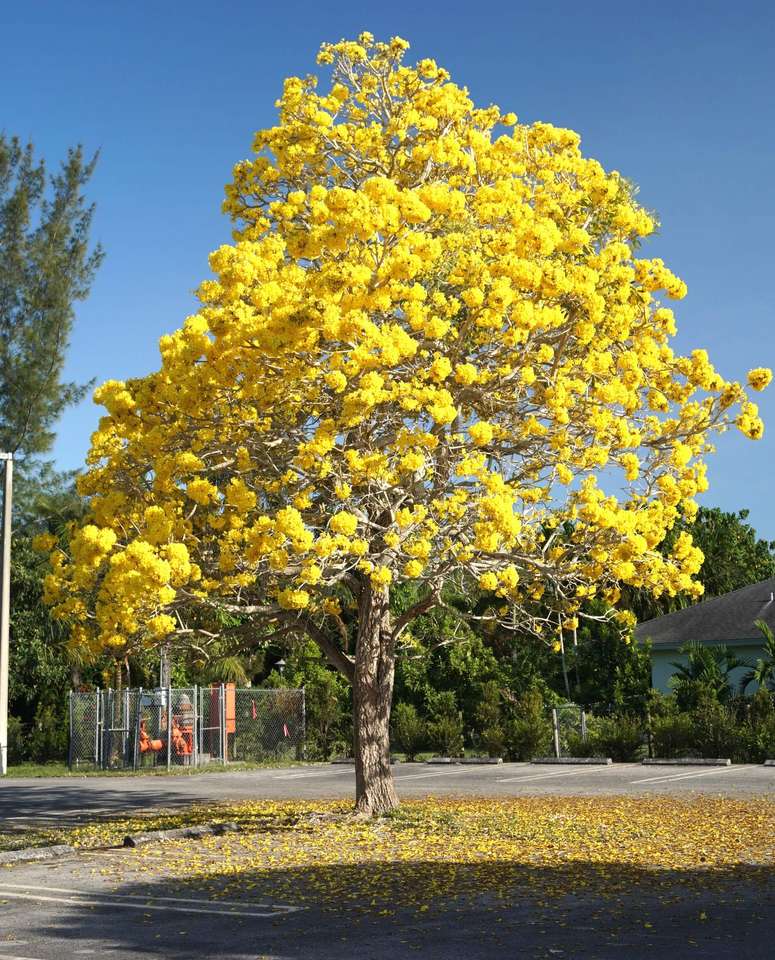 guajakský strom skládačky online